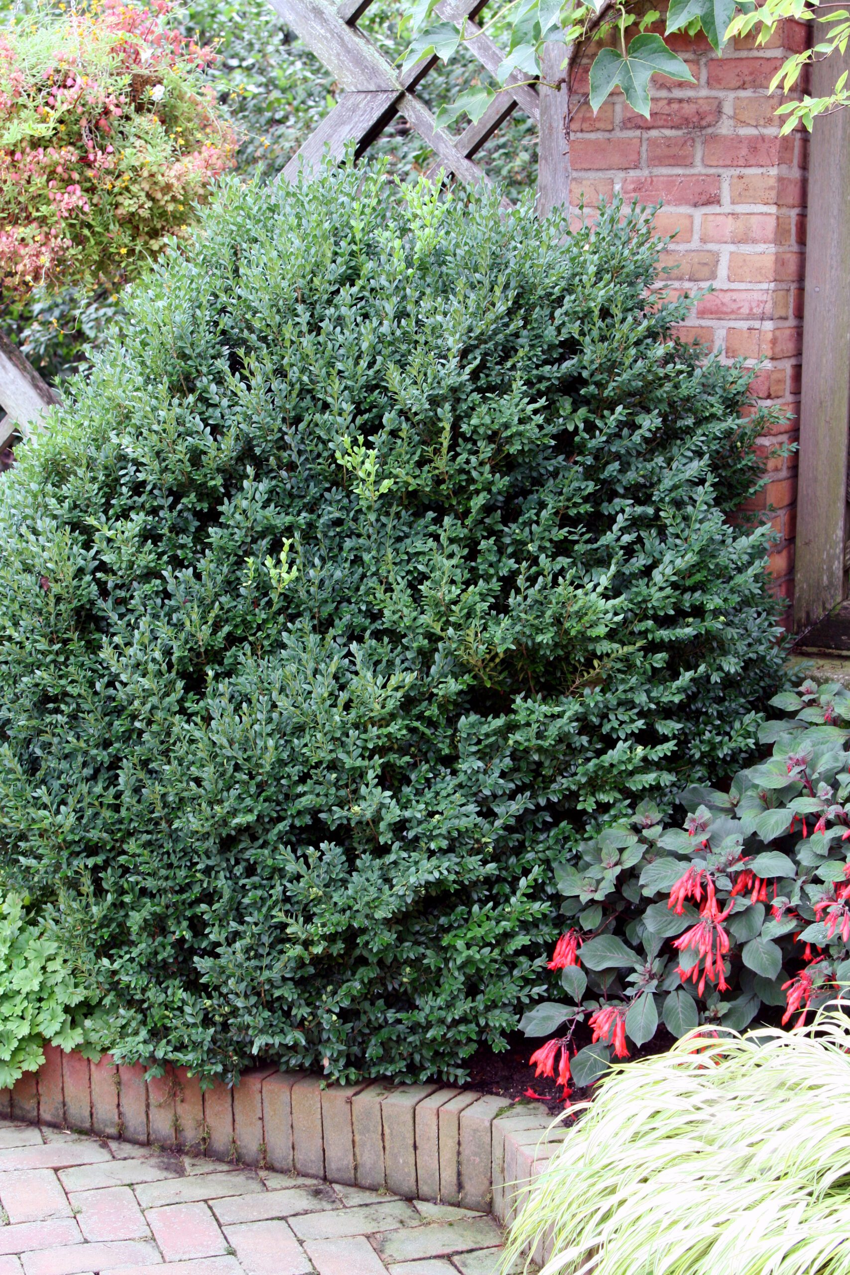 Boxwood Drivelakeland Craigslist Org