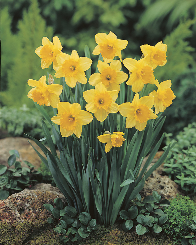 Daffodils are a perennial that grows great in Montana