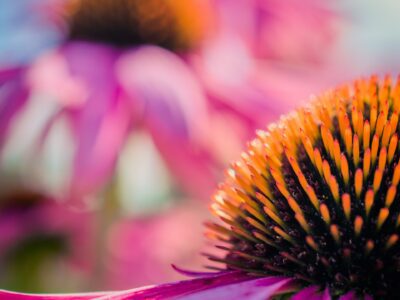 choosing biennials and perennials in montana