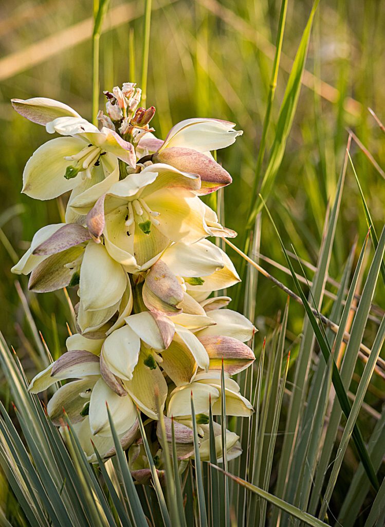 Yucca Plant is one of many deer resistant plants that grow in Montana